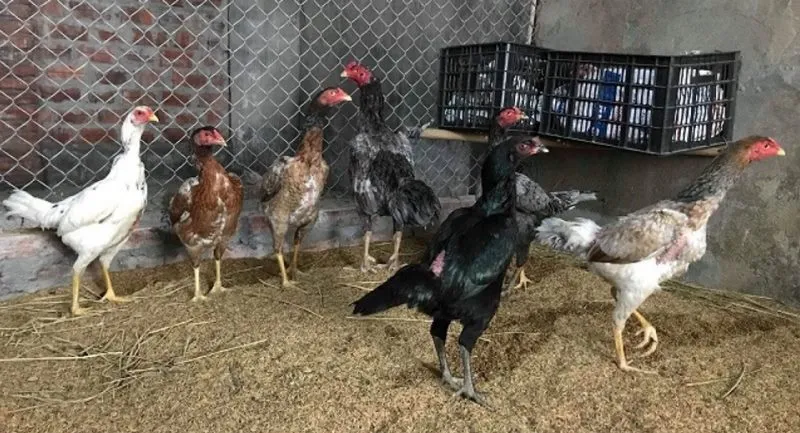 Với gà 6 tháng tuổi thì việc chăm sóc sẽ hơi cực 